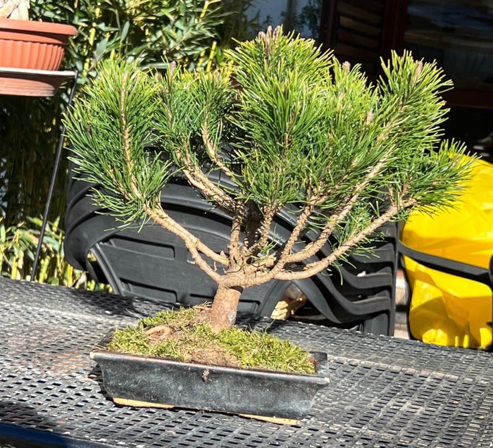 Πευκή μπονσάι (Pinus) - Ύψος (Δέντρο): 30 cm - Βάθος (Δέντρο): 37 cm - Ιαπωνία