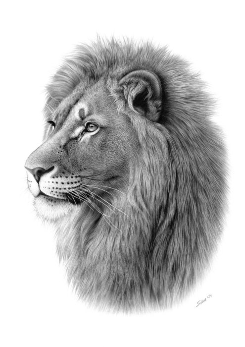 Schu - Portrait of a lion