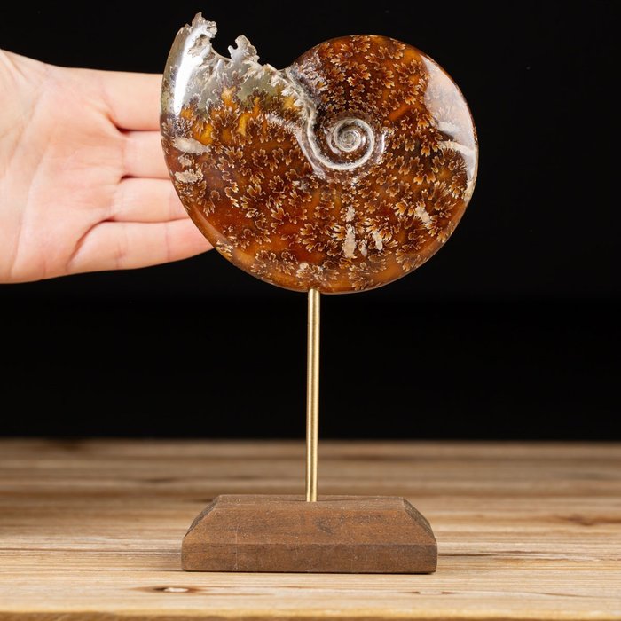 Ammonite on Custom Pedestal - Cleoniceras sp. - Fossil fragment - 179 mm - 104 mm