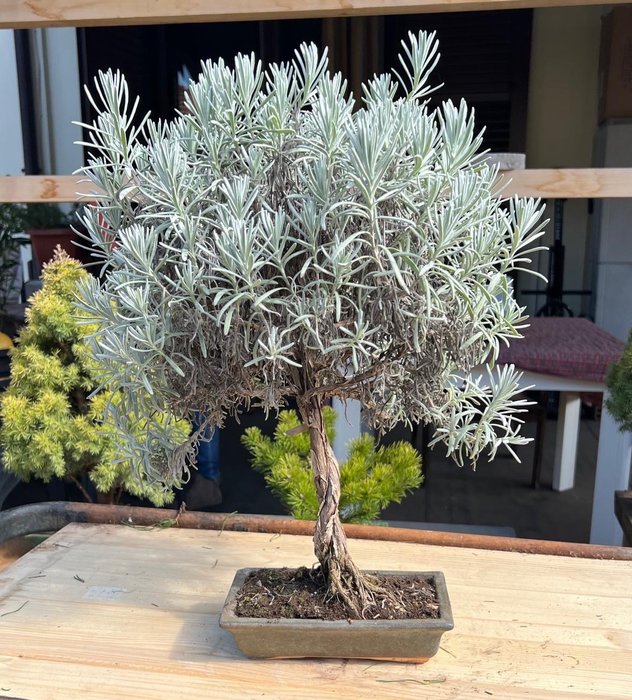 levendula bonsai - Magasság (fa): 50 cm - Mélység (fa): 40 cm - Japán