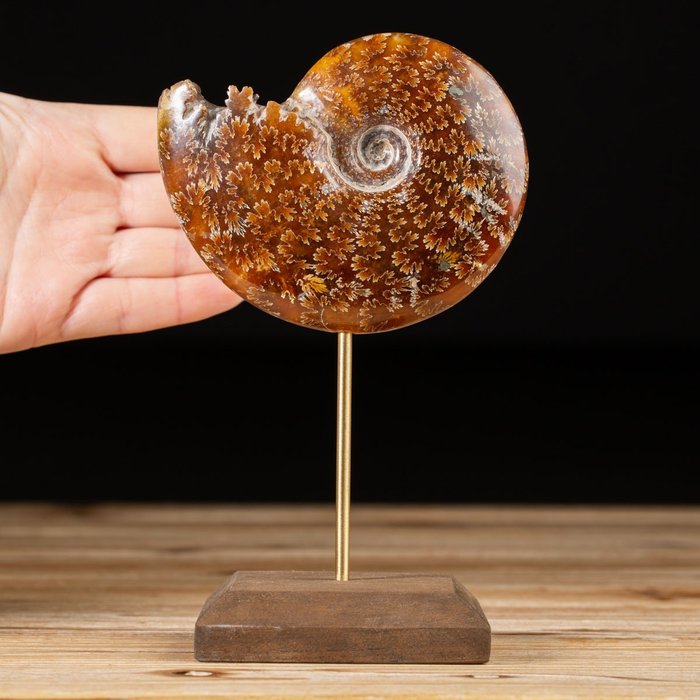 Ammonit egyedi talapzaton - Cleoniceras sp. - Fosszilis töredék - 167 mm - 104 mm