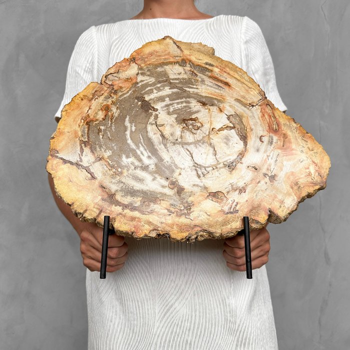 KEIN MINDESTPREIS -C- Wundervolles Stück versteinertes Holz auf einem maßgefertigten Ständer - Versteinertes Holz - Petrified Wood - 37 cm - 39 cm