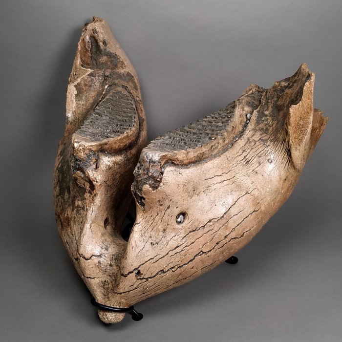 Mamut Set maxilar - Mammuthus sp. - 42.5 cm - 40 cm - 51 cm- Speciile Non-CITES