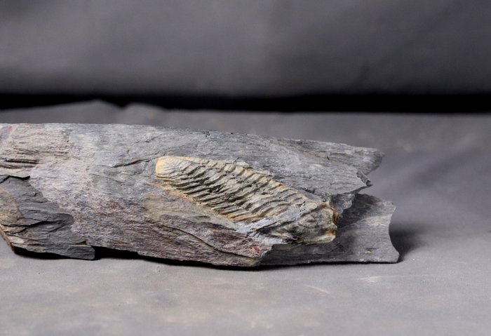 Großer Trilobit, liegend auf Matrix - Tierfossil - Neseuretus tristani - 24 cm - 7 cm