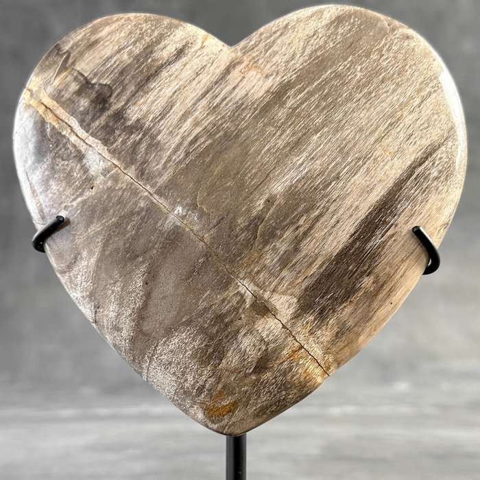 SEM PREÇO DE RESERVA - Impressionante coração de madeira petrificada em um suporte personalizado - Madeira fossilizada - Petrified Wood - 21 cm - 14 cm