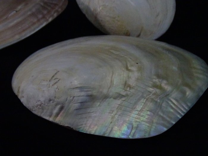 conchas de mexilhão peroladas Amêijoa - -sea shell pearl