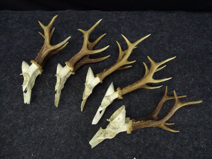 Samling av XXXL Roebuck Skull Skalle - Capreolus capreolus - 0 cm - 0 cm - 0 cm- non-CITES species -  (5)
