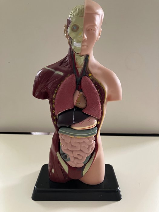 Modelo anatómico (1) - Plástico - Final do século 20