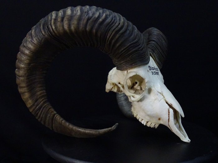 Mouflon 颅骨 - Ovis a. musimon - 27 cm - 32 cm - 45 cm- 非《濒危物种公约》物种