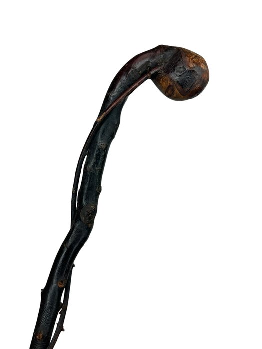 Walking stick - Devil's Walking stick - Aralia spinosa wood