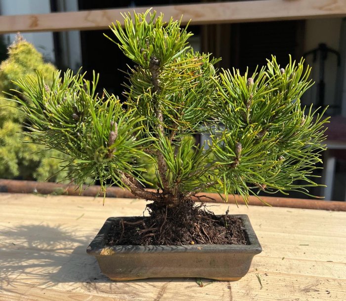 Kiefernbonsai (Pinus) - Höhe (Baum): 20 cm - Tiefe (Baum): 26 cm - Japan