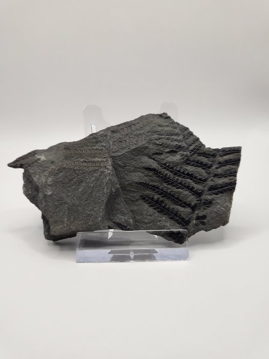 Karbonbregnefossil med utrolige bladdetaljer! - Fossil dødelighetsplate - 5 cm - 10 cm