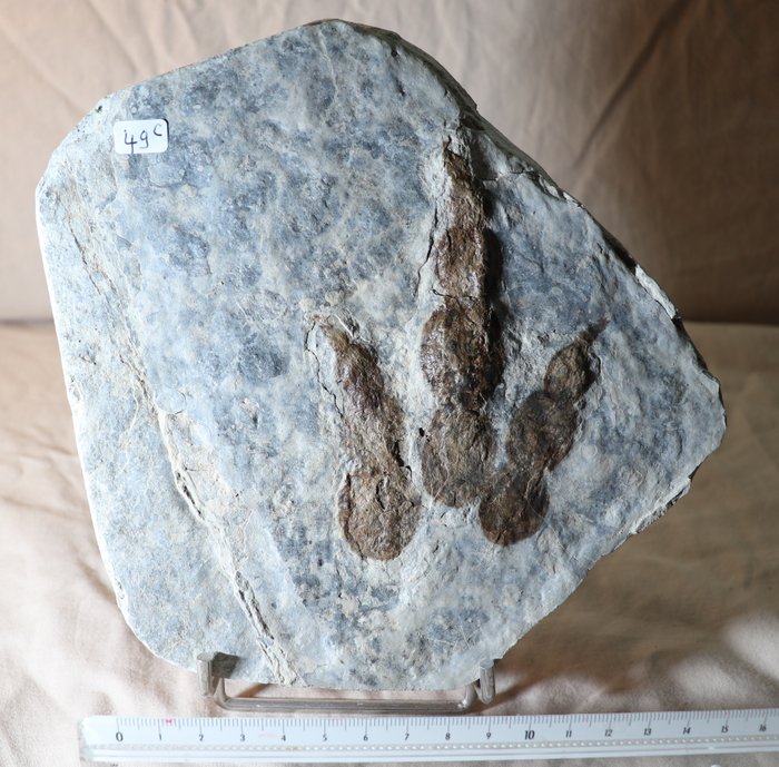 Raptor-Dinosaurier - Versteinerter Fußabdruck - fosil  Jurassic