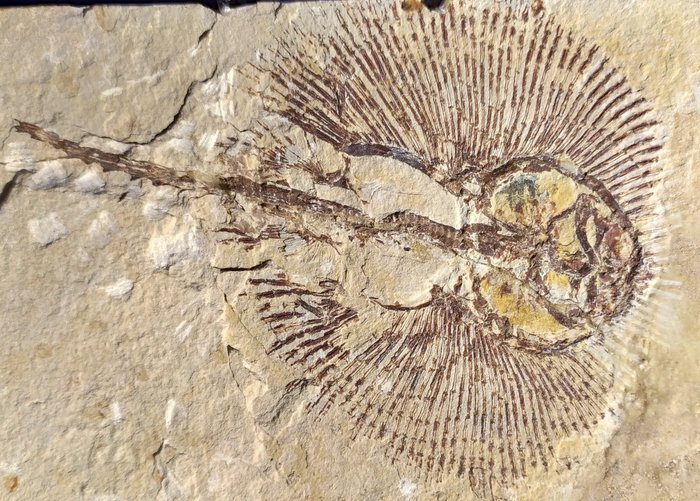 Stingray, fossilisert dyr - Fossil platematrise - Cyclobatis Major, Pesce Sole, - 109 mm - 136 mm