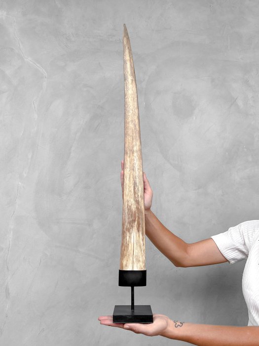 KEIN MINDESTPREIS - Schwertfisch - Großer Schwertfischstoßzahn auf einem maßgefertigten Sockel Rostrum auf Ständer - Xiphias gladius - 87 cm - 10 cm - 10 cm- Nicht-CITES-Arten -  (1)