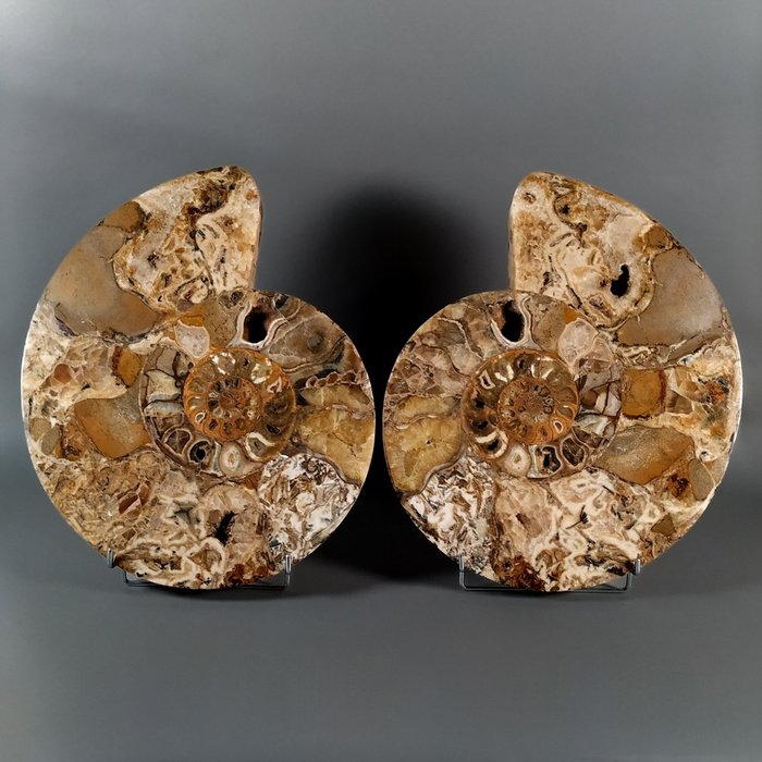 Flotte og store seksjonerte ammonitter - Fossilt skjell - Puzosia sp. - 49.5 cm - 43 cm