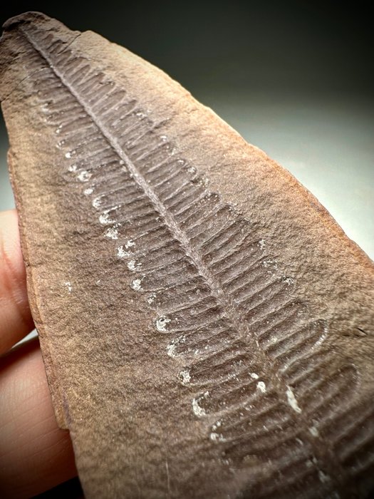 Fantastisk sällsynt stor fossil ormbunke Mazon Creek, Illinois - Fossiliserad växt - Pecopteris camertonensis (Kidston) Wagner