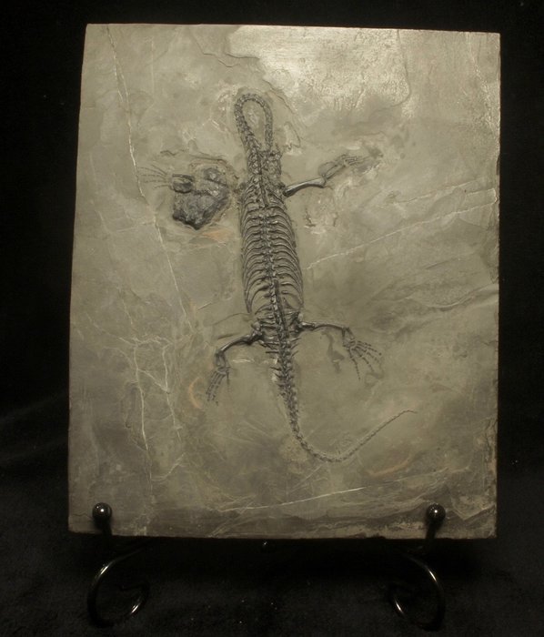 海洋爬行動物 - 動物化石 - Keichousaurus - 21 cm - 15 cm