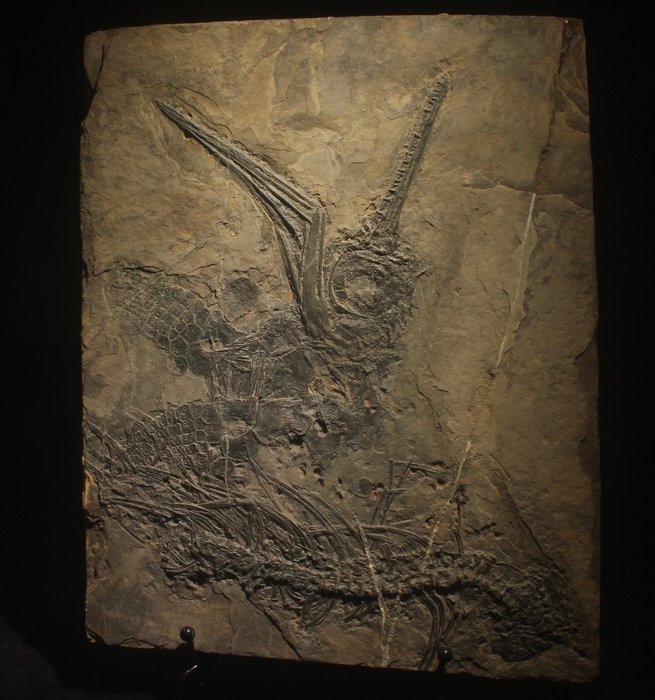 Reptil marino - Animal fosilizado - Mixosaurus - 34 cm - 26 cm