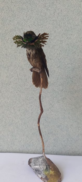南方绿风骚 动物标本剥制全身支架 - Lophornis chalybeus - 17 cm - 5 cm - 5 cm - CITES附录II - 欧盟附件B