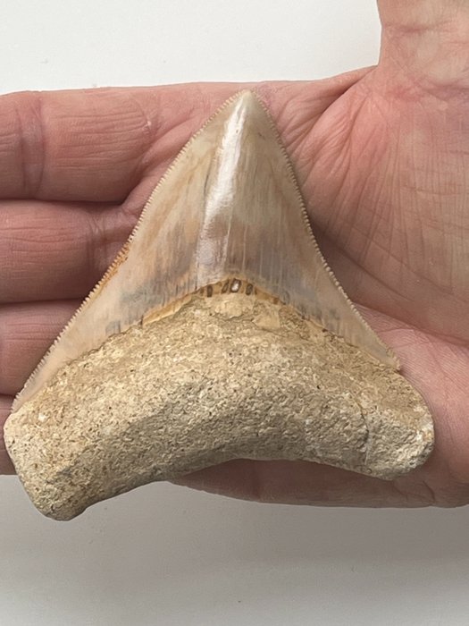 Megalodon-hammas 9,2 cm - Fossiiliset hampaat - Carcharocles megalodon