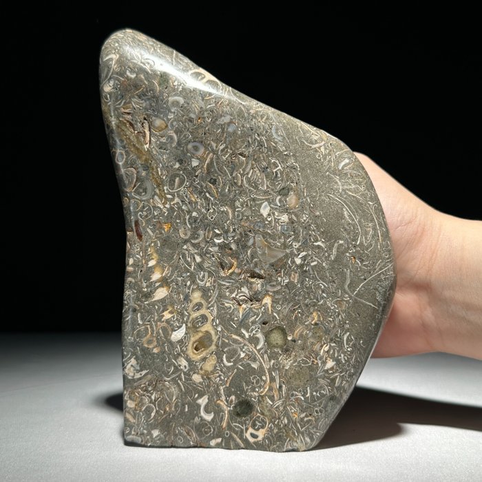 无底价 - 美丽的 Turritella - 化石碎片 - Freeform - 17 cm - 11 cm  (没有保留价)