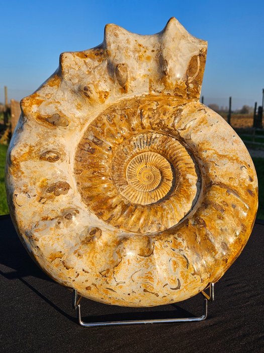 Ammoniet - Fossiel rugschild - Kranaosphinctes - 40 cm - 35 cm