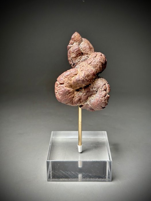 Caca fosilizada - Fragmento de fósil - "Coprolite" on elegant display  (Sin Precio de Reserva)