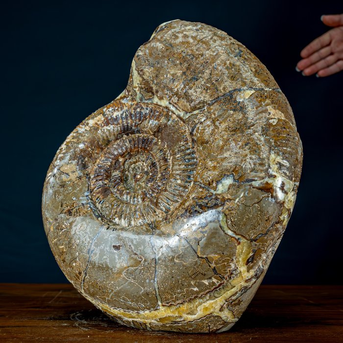 Bardzo rzadkie! Duży skamieniały amonit w guzku Septaria Rzeźba- 17215.47 g