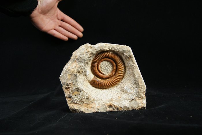 Énorme ammonite Anetoceras spectaculaire - Coquillage fossilisé - Anetoceras