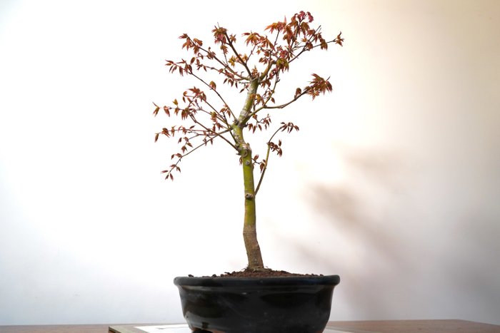 Japanese maple bonsai (Acer palmatum) - 高度 (树干): 45 cm - 深度 (树干): 38 cm - 日本