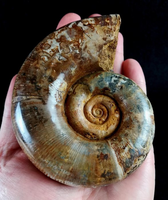 Ammonit - Forstenet dyr - Lytoceras polyanchomenum. (GEMMELLARO, 1872) - 11 cm - 9 cm