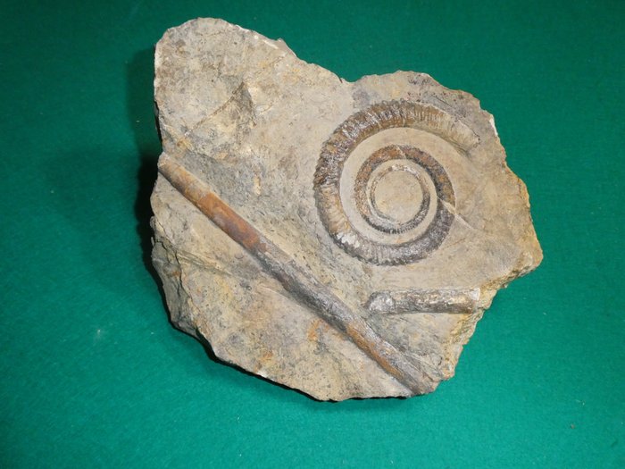 Ammonite - Matrice fossile - 18 cm - 23 cm