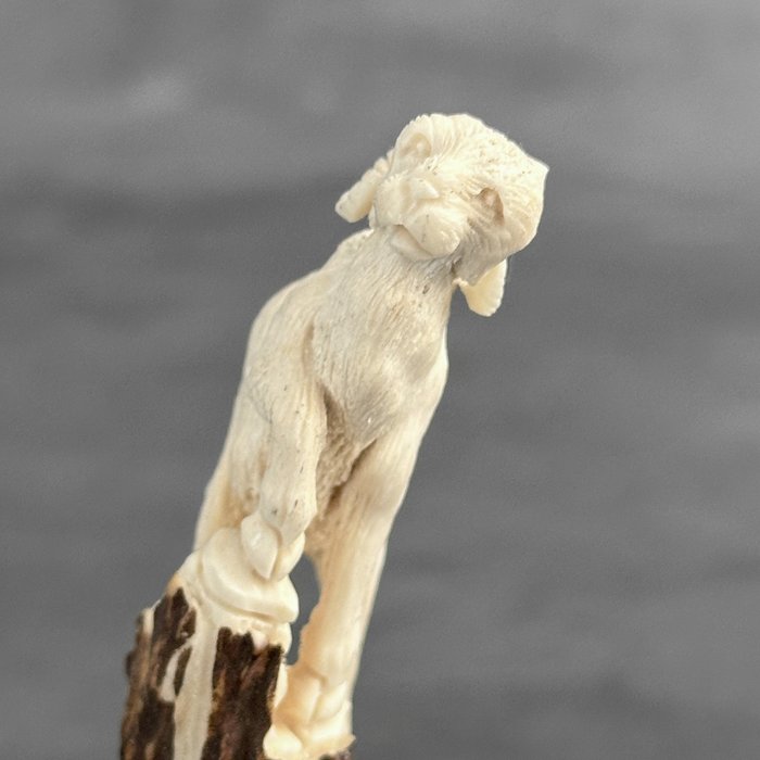 Faragás, NO RESERVE PRICE - A goat head carving from a deer antler on a stand - 13 cm - Fa, Szarvas agancs