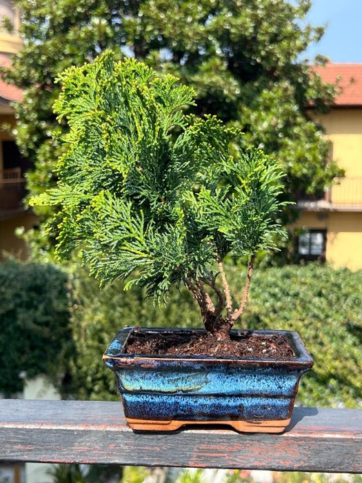 Juniper bonsai (Juniperus) - Magasság (fa): 25 cm - Mélység (fa): 20 cm - Japán