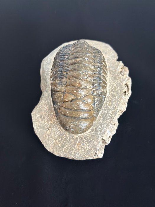 Trilobit - Forstenet dyr - Crotalocephalina gibbus - 11 cm - 7 cm