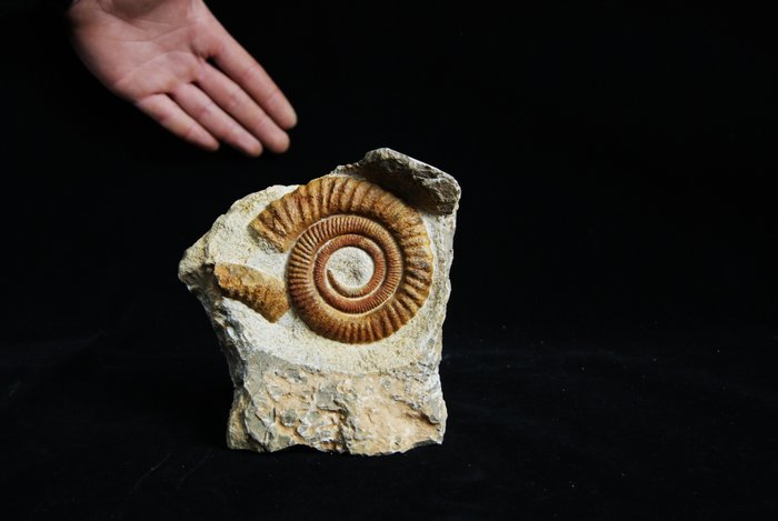 Riesiger Ammonit Anetoceras spektakulär - Versteinerte Muschel - Anetoceras