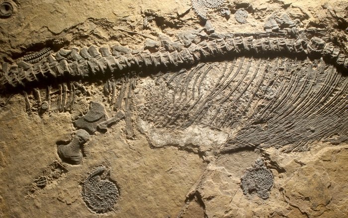 Zeereptiel - Gefossiliseerd dier - Mixosaurus - 43 cm - 25 cm