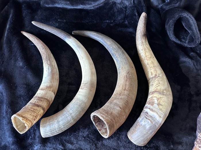 Tjurhorn Horn - Preciosos cuernos de toro - 37 cm - 6 cm - 6.5 cm -  (4)