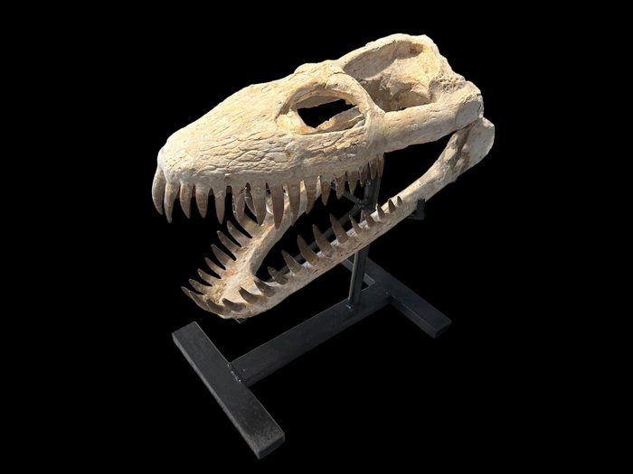 Elasmossauro - Crânio fóssil - Zarafasaura Oceanis - 44 cm - 41 cm