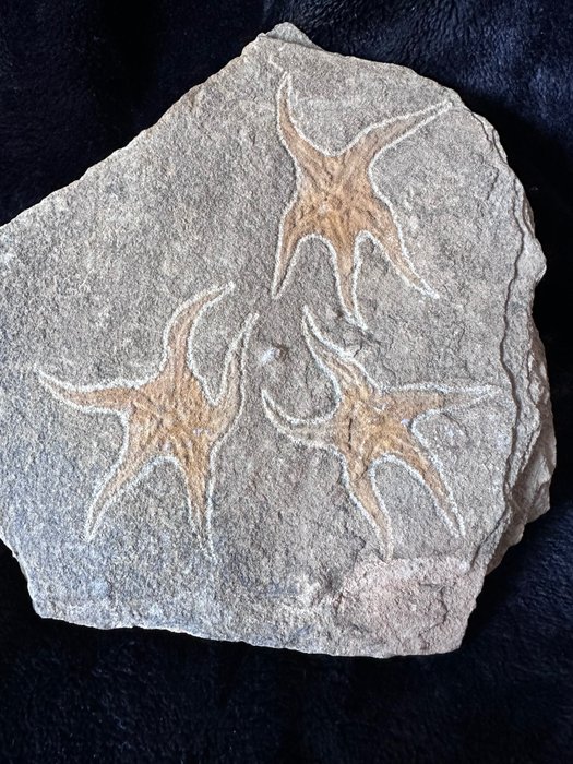 海星 - Fossil matrix - 145 mm - 170 cm