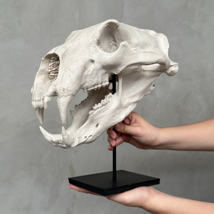 无底价 - 展台上有北极熊头骨复制品 - 博物馆品质 - 白色 - 动物标本复制支架 - Ursus Maritimus - 35 cm - 23 cm - 36 cm