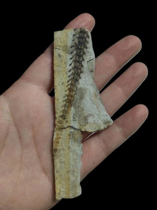 骨 - 动物化石 - Salamander tail-Marmorerpeton-Jurassic - 8 cm - 4 cm