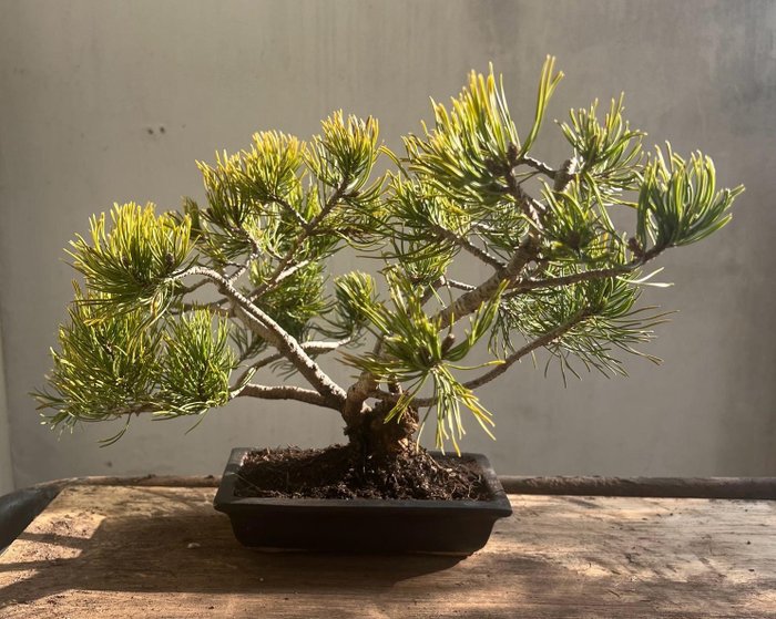 Bonsai pin (Pinus) - Înălțime (Copac): 28 cm - Grosime (Copac): 45 cm - Japonia
