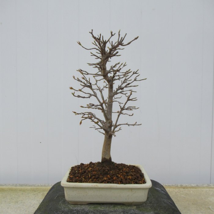 Acer buergarianum - Wysokość (drzewko): 28 cm - Japonia