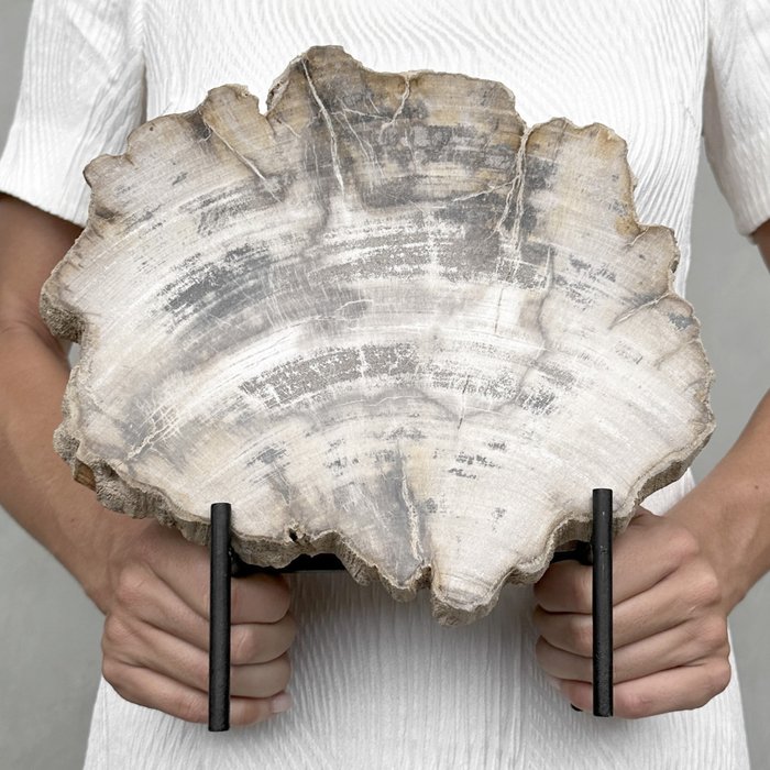 無底價 - 訂製支架上精美的矽化木片 - 化石木材 - Petrified Wood - 29 cm - 26 cm
