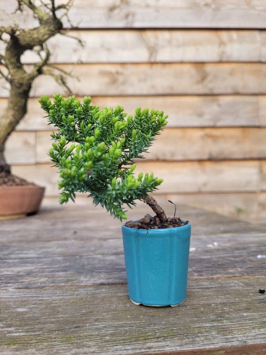 Enebærtræs bonsai (Juniperus) - Højde (Træ): 7 cm - Dybde (Træ): 7 cm - Holland