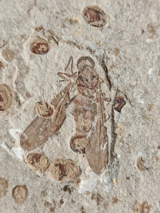 Seltene Insektenfossilien – Bombyliidae – Biene - Tierfossil - insect - 90 mm