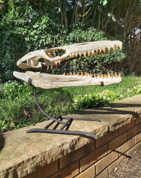 Mosassauro - Crânio fóssil - 45 cm