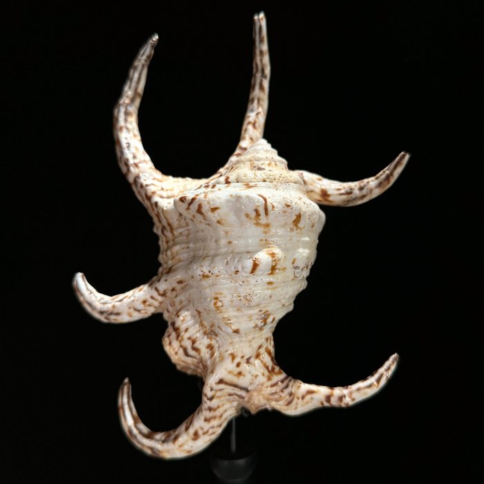 INGEN RESERVEPRIS - Bedøvelse Spider Conch Shell på en brugerdefineret stand- Havskal - Lambis lambis